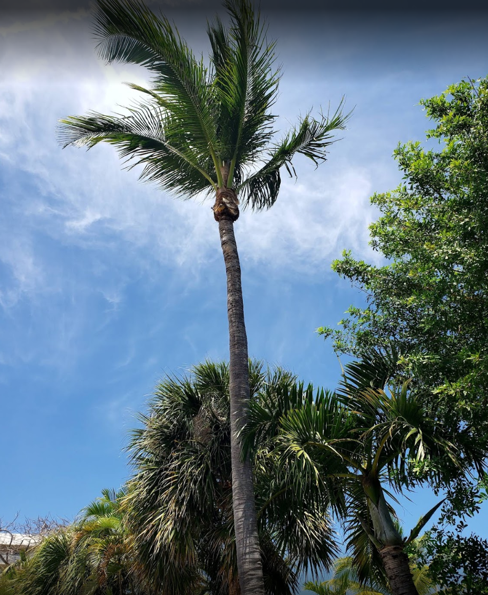 tree services project 1