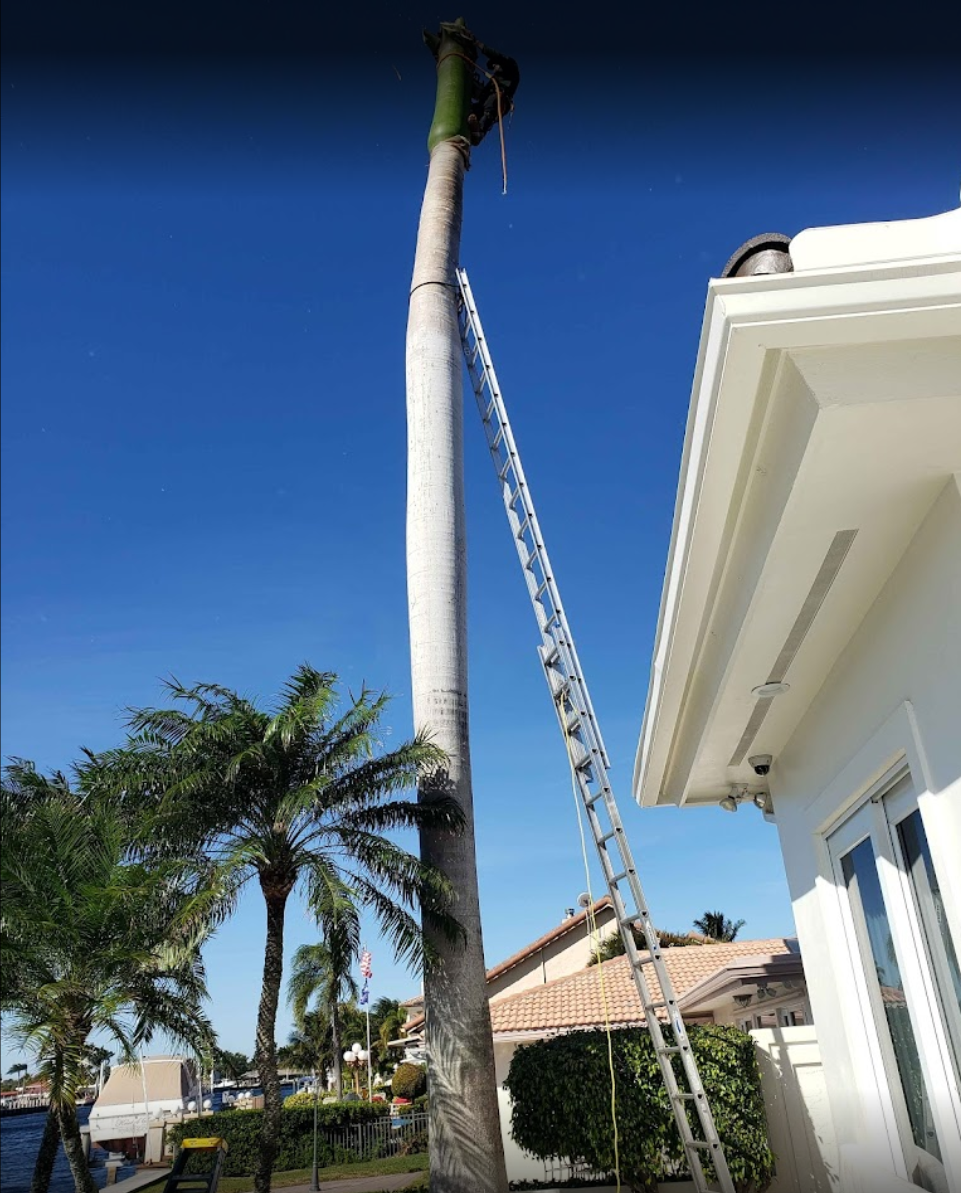tree services project 4